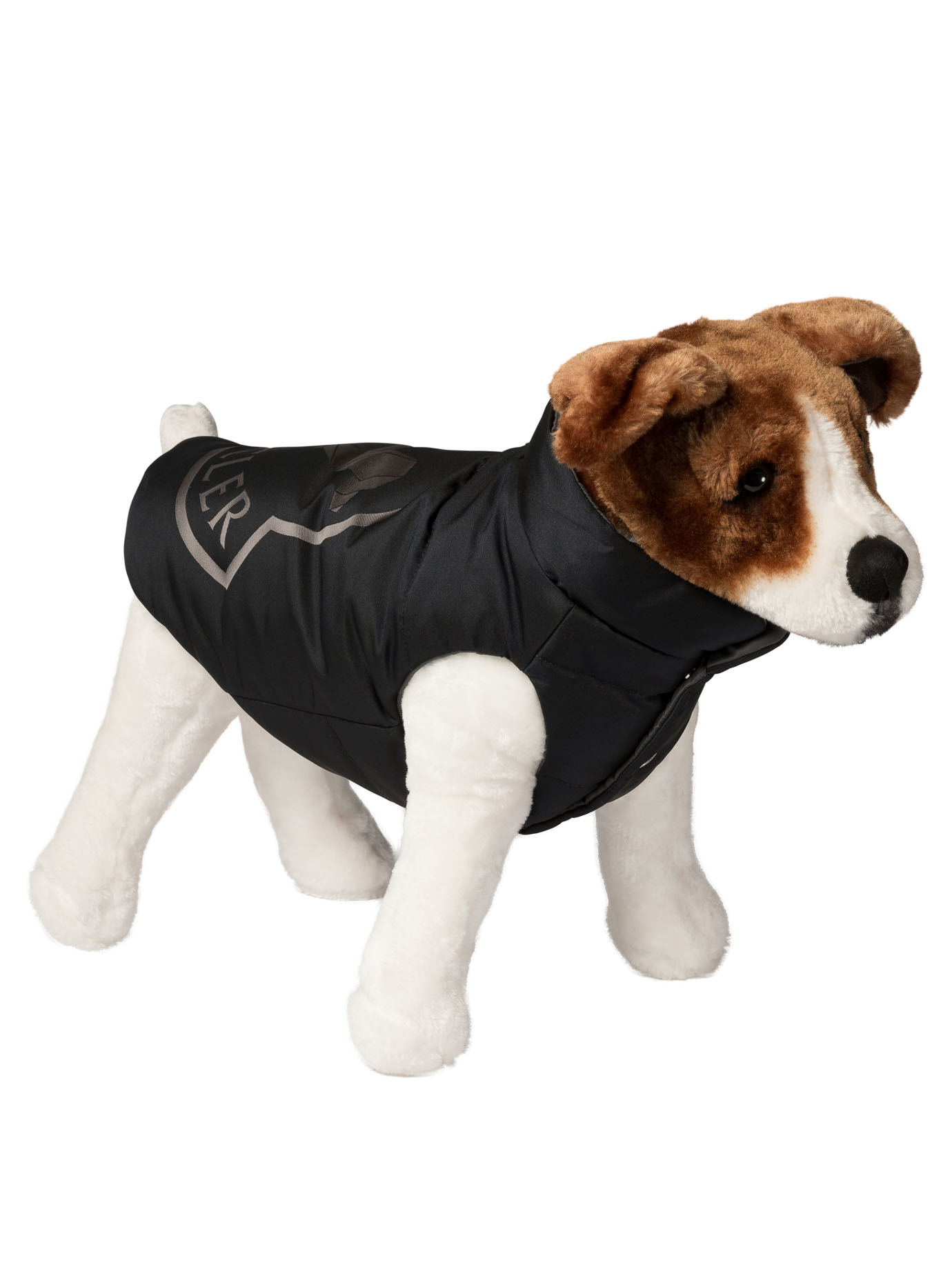 Dog 베스트